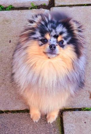 Image 1 of Pomeranian blue and tan merle male kc