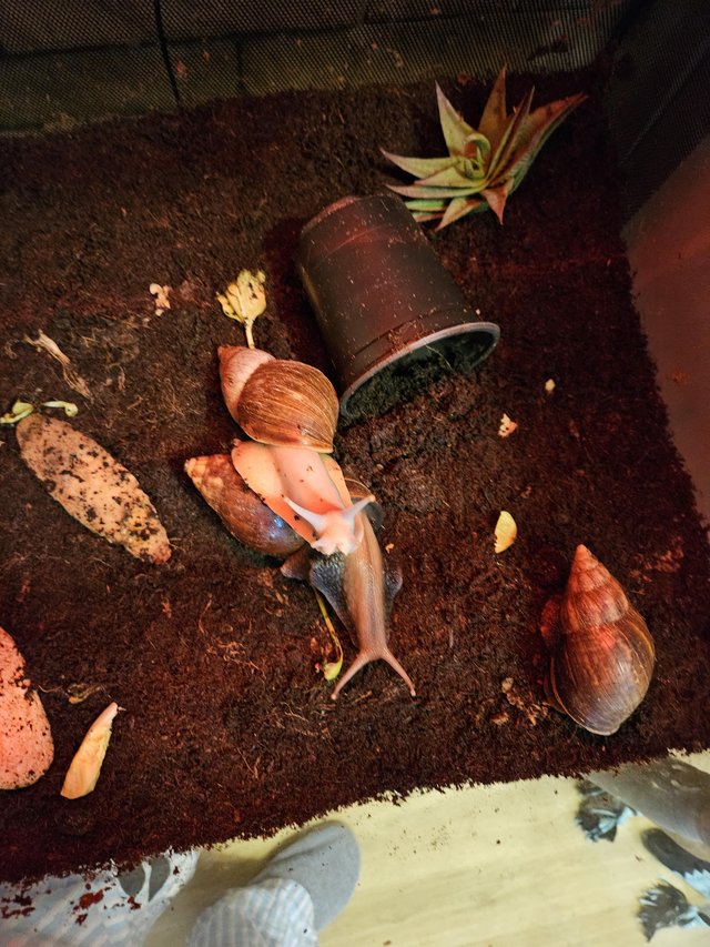 Preview of the first image of Giant African land snails with tank.