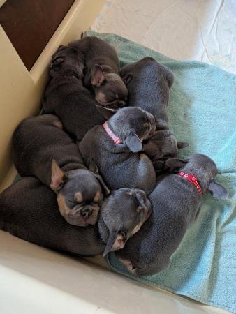 Image 5 of Stunning healthy KC 5 gen frenchie pups (3 males left)