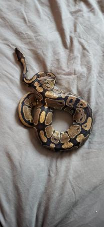 Image 5 of Royal python's for sale a normal a lesser and lemonblast p
