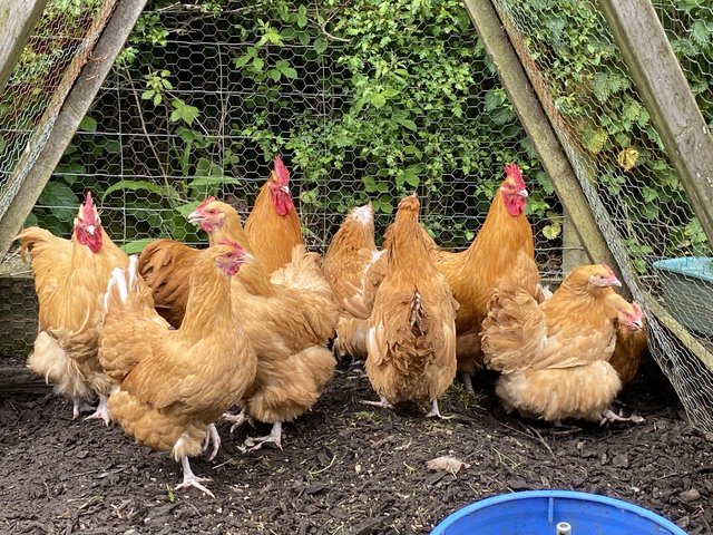Preview of the first image of Chickens for sale bantams.