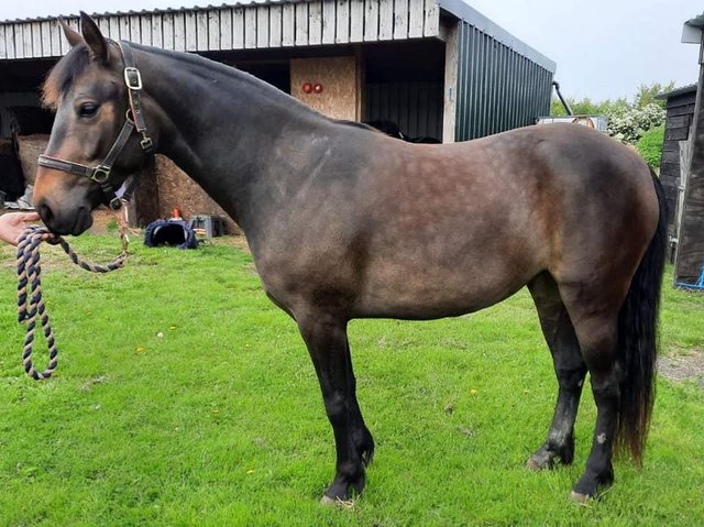 Preview of the first image of Registered Connemara Mare 14.2 6 yrs old.