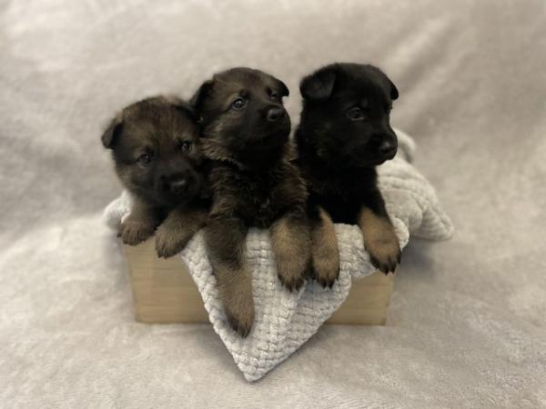 Image 3 of Kc German Shepherd puppies