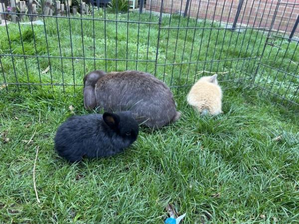 Image 2 of 2 rabbit / bunnies for sale mini lops