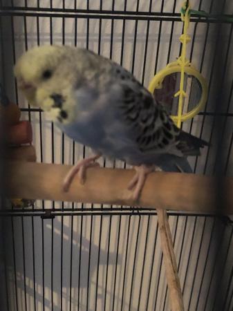 Image 4 of 1 year old budgie for sale comes with cage