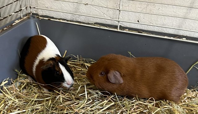 Image 2 of 2 guinea pig males 1 Golden and 1 Tort & white