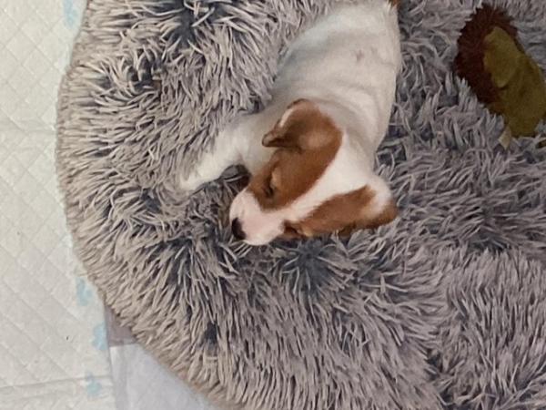 Image 5 of Jack Russell puppys short legged smooth coat
