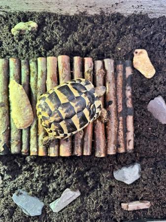 Image 5 of 1.5 year old Hermanns tortoise with set up