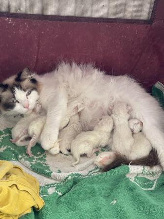 Image 4 of Bicolour Ragdoll kittens both presents can be seen with the