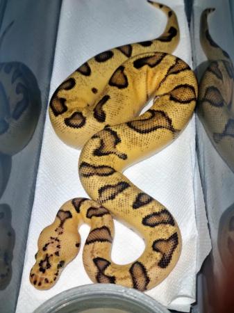 Image 3 of Enchi Pastel Clown Ball Python For Sale