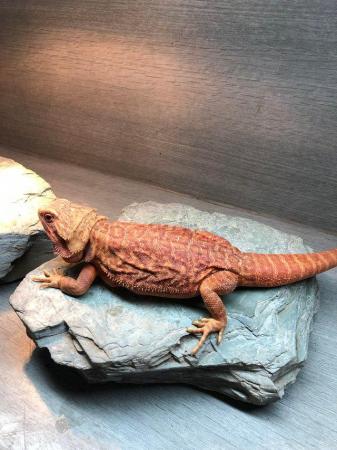 Image 3 of High Red Translucent G Stripe Hypo Female Bearded Dragon