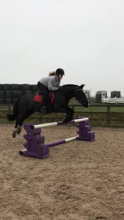 Image 3 of 14hh Fellxcob gelding for PartLoan