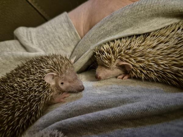 Image 5 of 4 month old lesser tenrecs unsexed.