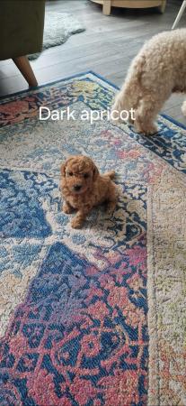 Image 19 of F1b cockapoo puppies for sale