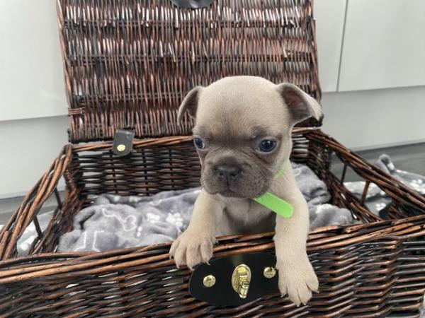 Image 4 of KC Registered French Bulldog Puppies