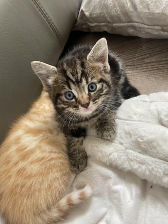 Image 8 of Maine Coon Mix Kittens x