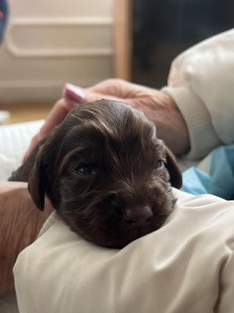 Image 3 of Cocker spaniel puppies for sale