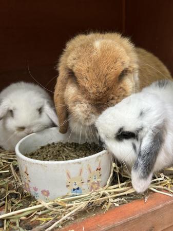 Image 3 of Beautiful mini lop rabbits