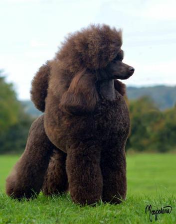 Image 7 of Gorgeous chocolate brown Miniature Poodle Puppies