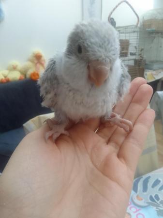 Image 16 of DNA tested baby Quaker parrots looking for loving homes