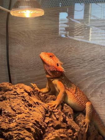 Image 2 of Red 2 year old male bearded dragon and set up