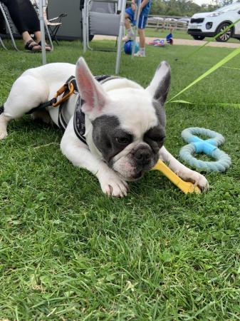 Image 3 of 3 year old male French Bulldog