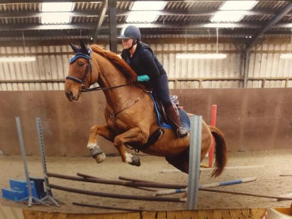 Image 5 of 17hh Irish sports horse gelding for part-loan