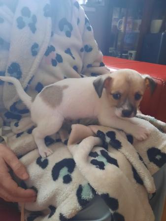 Image 3 of Jackrussle x chihuahua puppie for sale