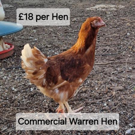 Image 11 of POL Hybrid Hens & Pure Breed Bantams for sale