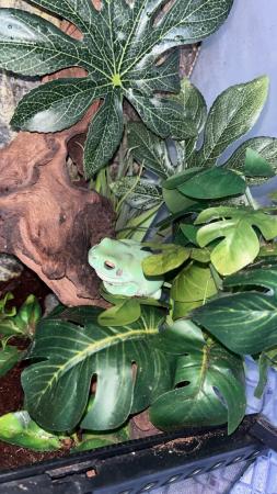 Image 2 of Whites tree frog and exo terra for sale