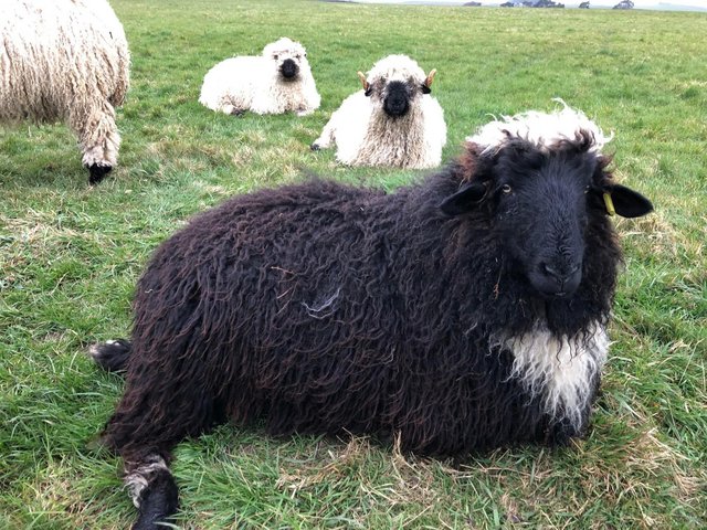 Preview of the first image of Valais Blacknose Wethers.