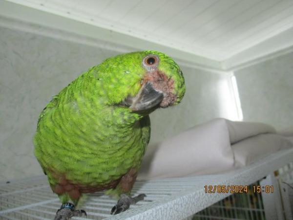 Image 1 of 2 x Austel conures. very tame
