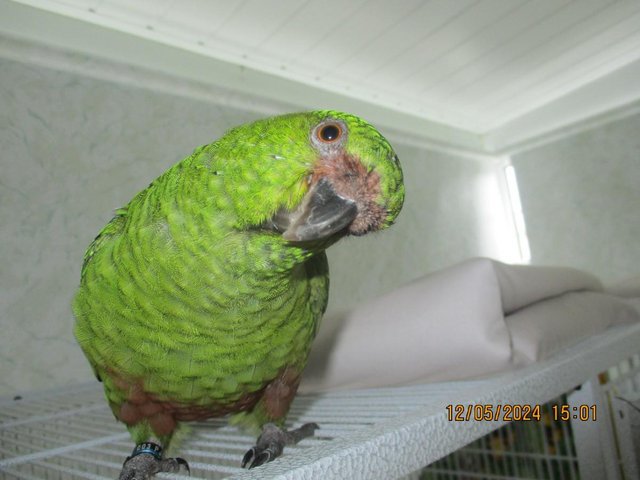 Preview of the first image of 2 x Austel conures. very tame.