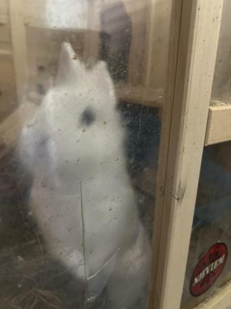 Image 1 of White and grey lion head bunny for sale