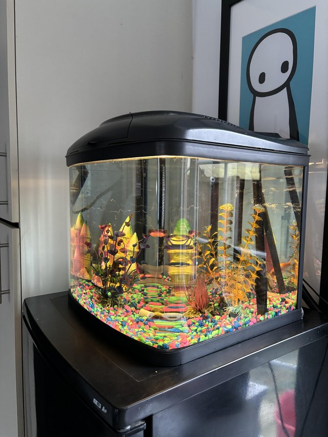 Preview of the first image of Fish tank  set up with 2 fish.