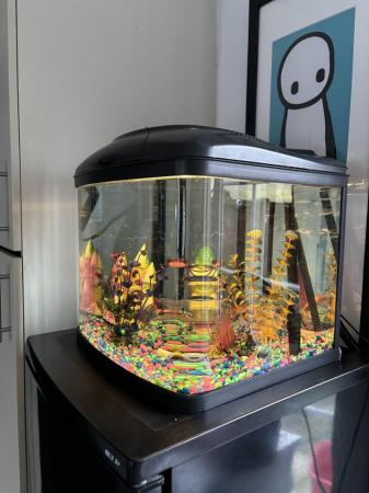 Image 1 of Fish tank  set up with 2 fish