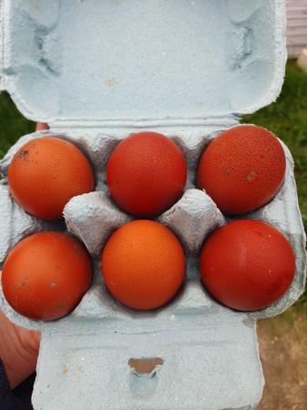 Image 1 of Hatching eggs olive egger/ maran/ silver campine/ araucana