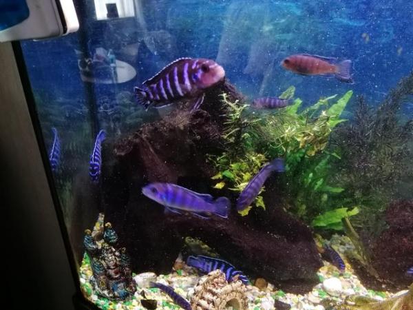 Image 2 of Tropical malawi fish for sale.