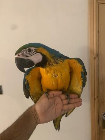 Image 4 of Baby HandReared Silly Tame Cuddly Blue & Gold Macaw