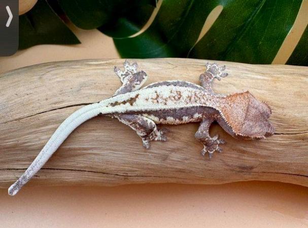 Image 1 of Frappuccino crested gecko baby