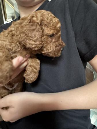 Image 4 of Red, apricot and black cockapoo pups (2 female / 3 male left