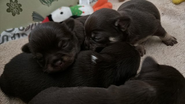 Image 4 of KC reg Gorgeous Chocolate Chihuahua Puppies.