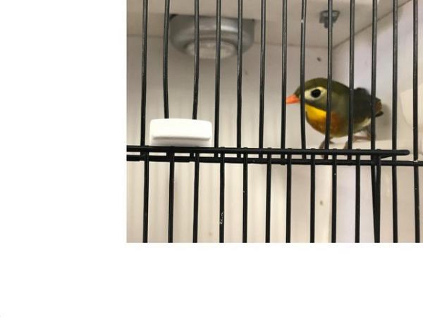 Image 4 of various 2023 bred Finches for sale