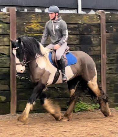 Image 1 of 16.3hh 5 year old gelding