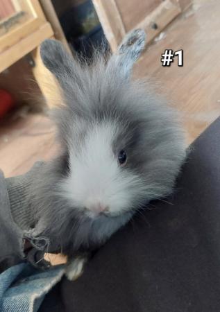 Image 1 of Beautiful magpie black and white lionhead rabbit!