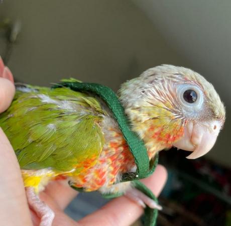 Image 5 of Baby conures - incredibly tame, very healthy, beautiful bird