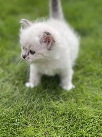 Image 6 of Beautiful sealtabby mitted girl available