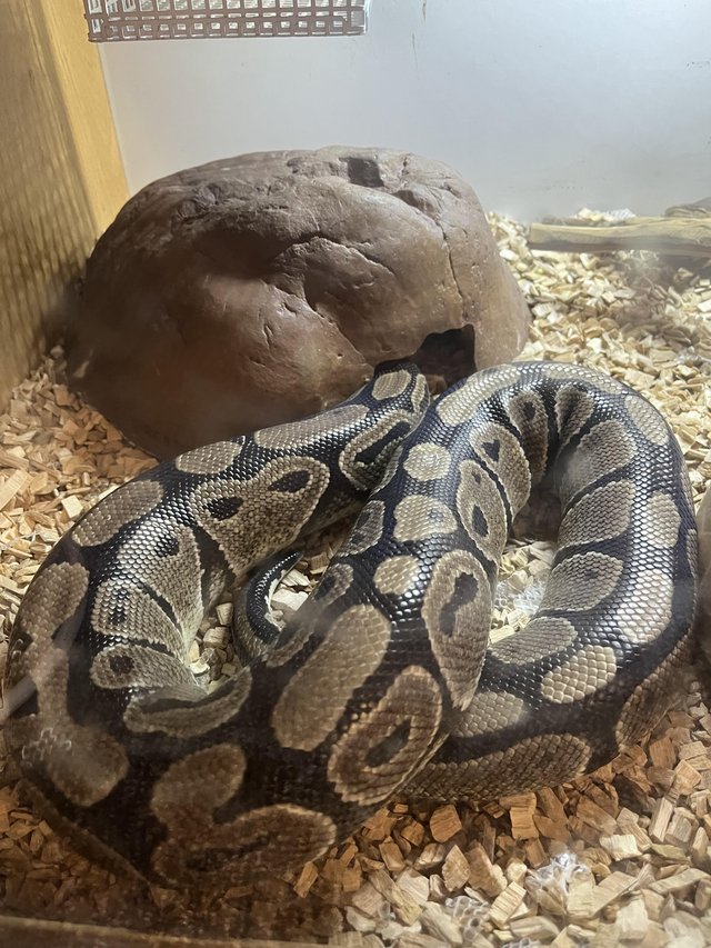 Preview of the first image of 10 year old African Ball Python *Female*.
