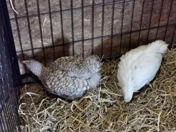 Image 7 of PURE BREED YOUNG PULLETS & POL, LEGBAR, FAVEROLLE, ORPINGTON