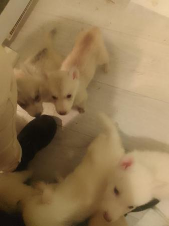 Image 11 of 7 gorgeous husky x alaskan puppies for sale